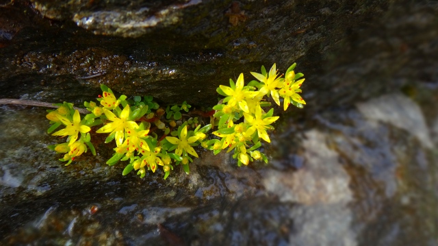 DSC07887.jpg
