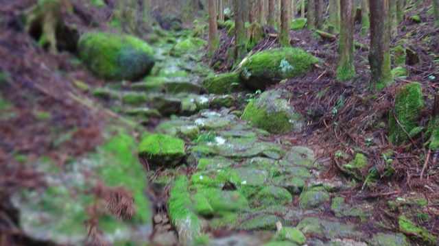 DSC08132.jpg