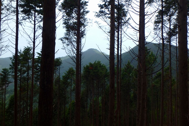 P5090694.jpg