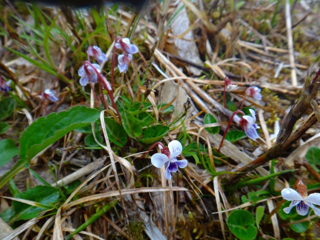 DSC02512.jpg