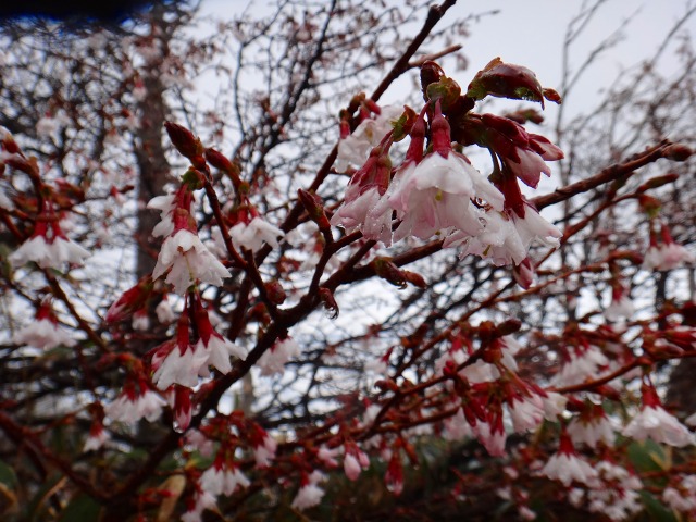 DSC02537.jpg