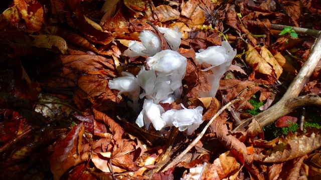 DSC08386.jpg