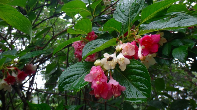 DSC09035.jpg