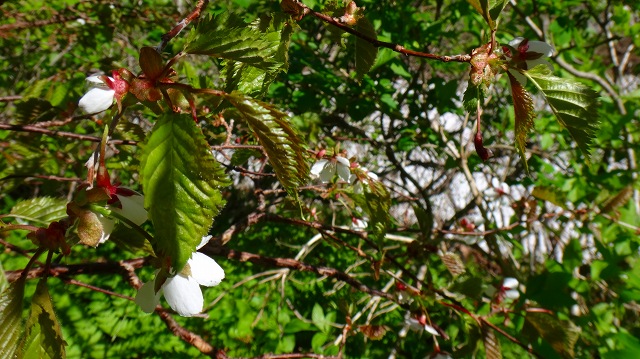 DSC00480.jpg