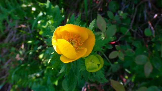 DSC00484.jpg