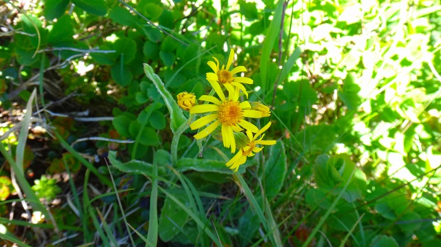 DSC00544.jpg