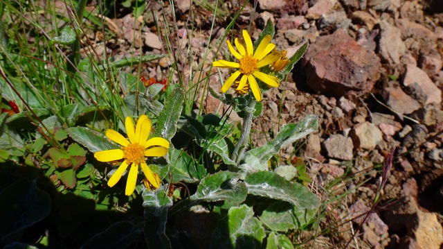 DSC00551.jpg