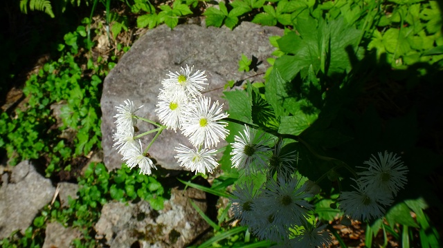 DSC01568.jpg