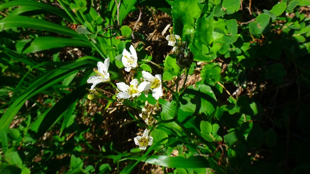 DSC01578.jpg