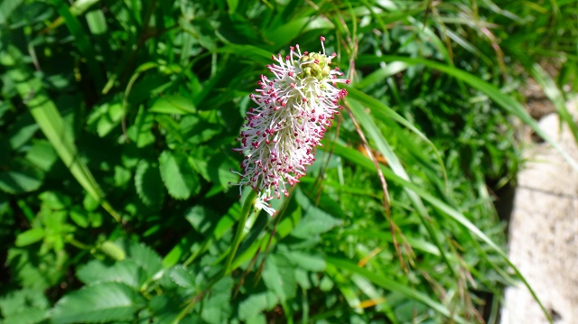 DSC01595.jpg