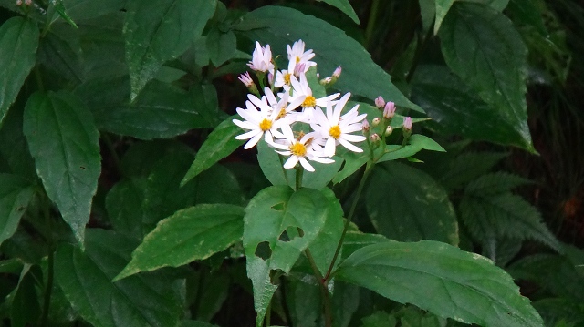 DSC02806.jpg