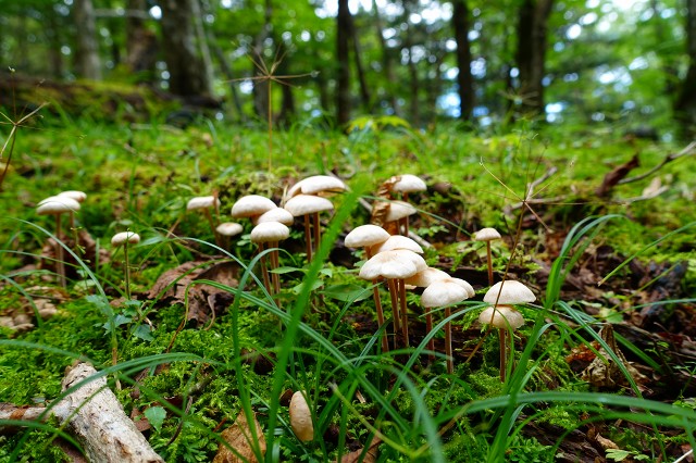 DSC00488.jpg