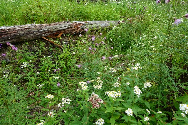 DSC00507.jpg