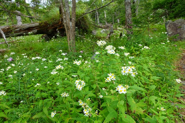 DSC00520.jpg