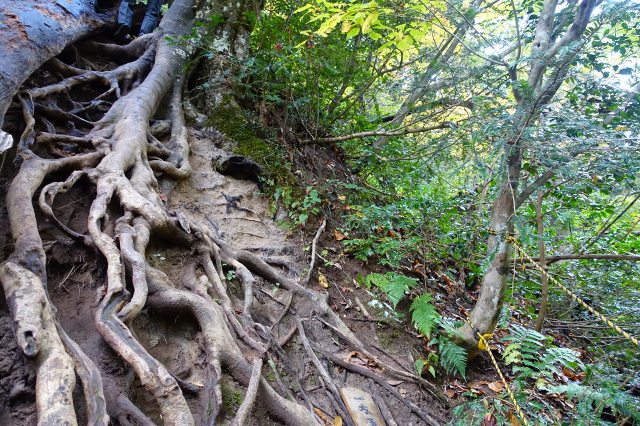 DSC02614.jpg