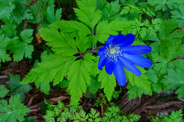 DSC03697.jpg