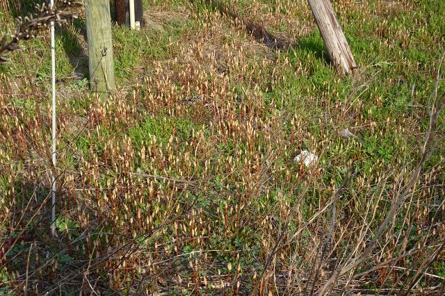 DSC03713.jpg