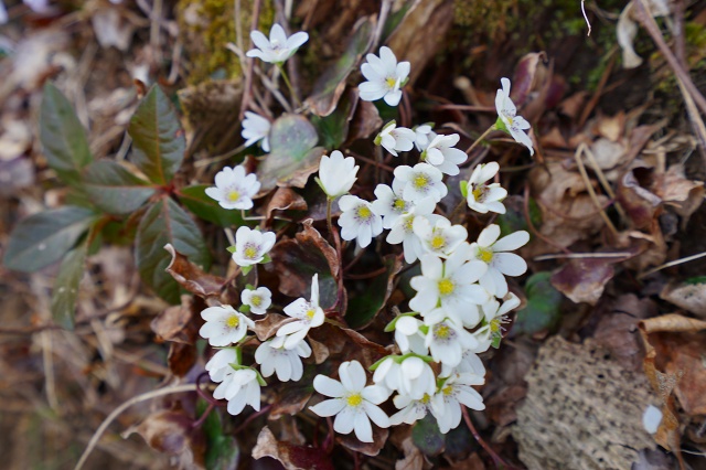 DSC01000.jpg