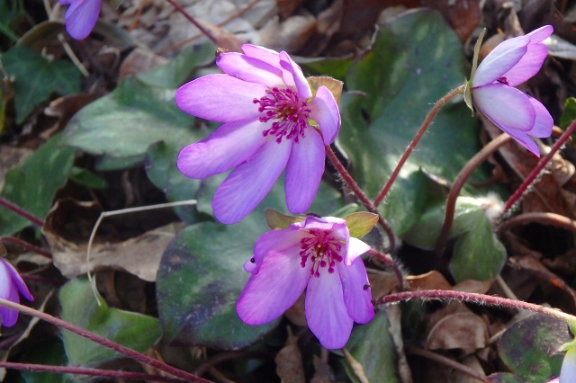 P4021864.jpg