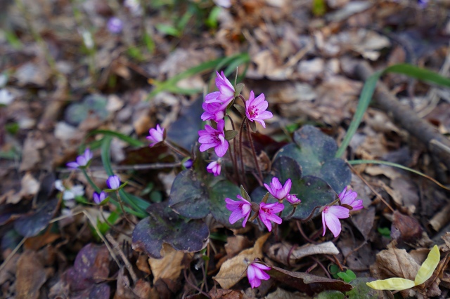 DSC01015.jpg