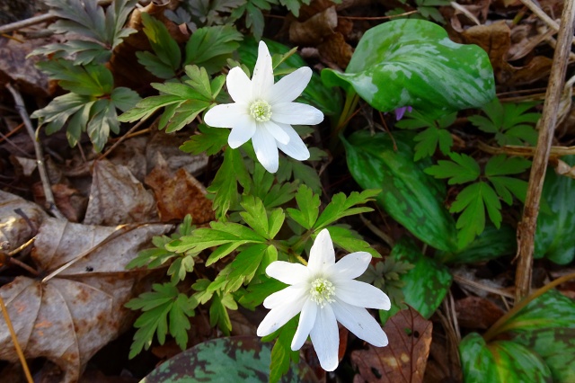 DSC03761.jpg