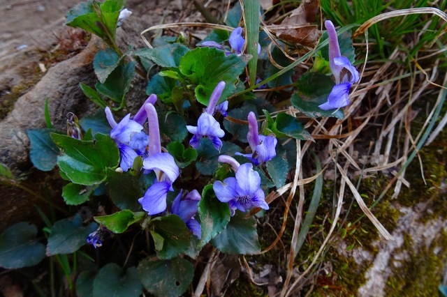 DSC03773.jpg