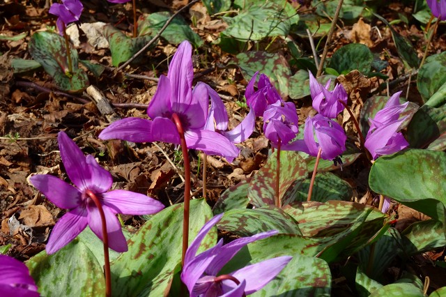 DSC03859.jpg