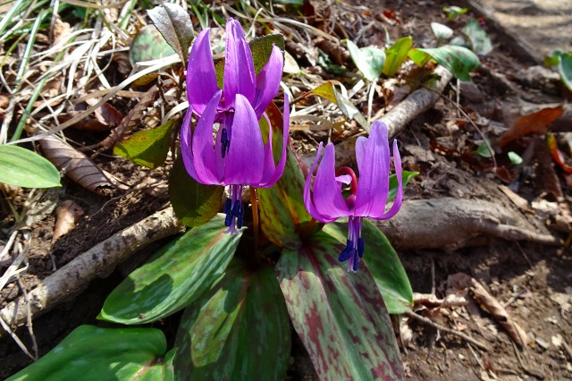 DSC03863.jpg