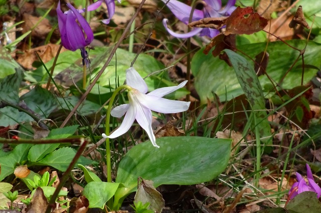 DSC03869.jpg