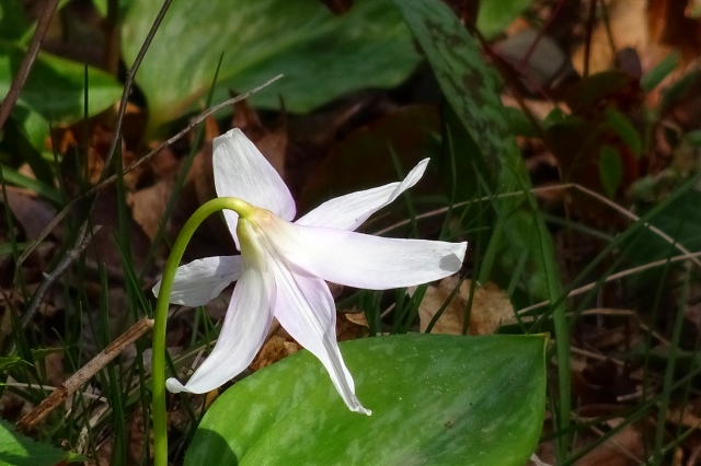DSC03874.jpg