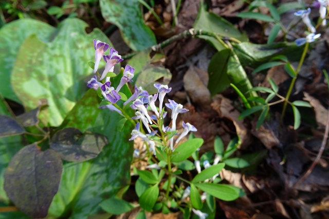 DSC03967.jpg