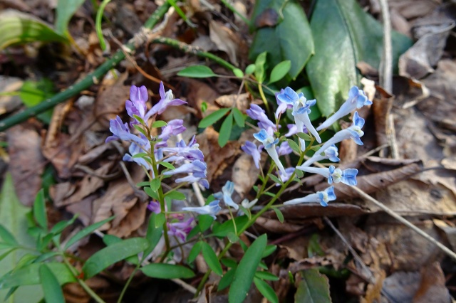 DSC03968.jpg