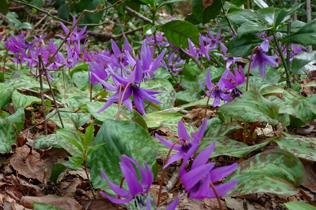 DSC04062.jpg