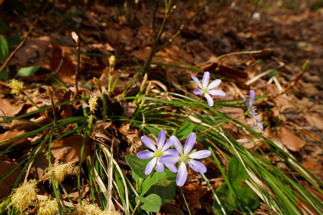 DSC01322.jpg