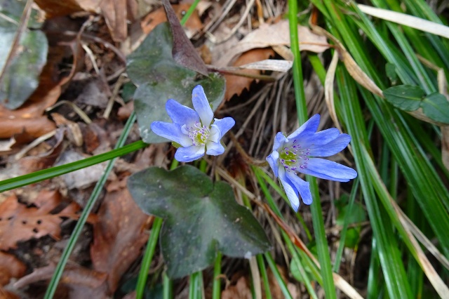 DSC04083.jpg