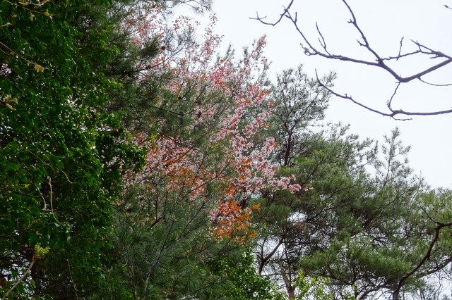 DSC04198.jpg