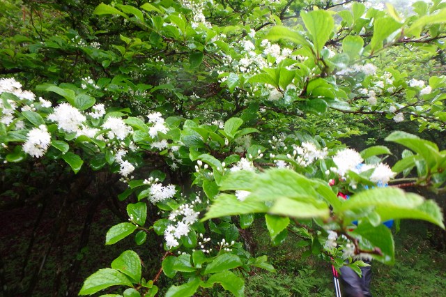 P5292683.jpg