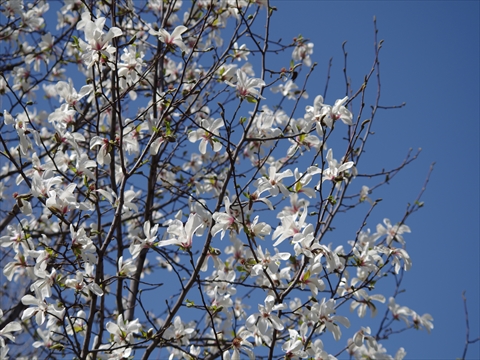 140429-01農試公園.JPG