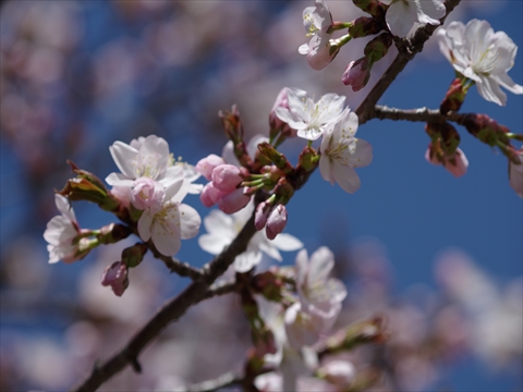 140429-02農試公園.JPG