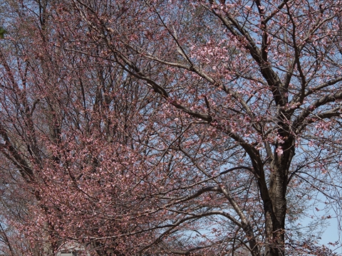 140429-04農試公園.JPG