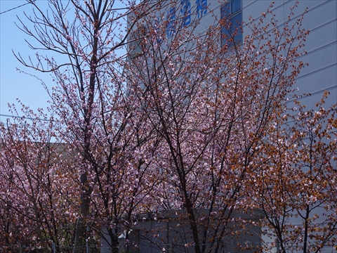 140429-06札幌酒精.JPG