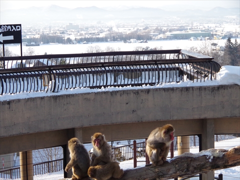 160130-28旭山動物園.JPG