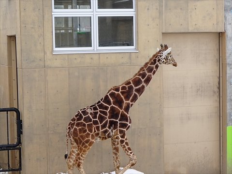 160312-10旭山動物園.jpg