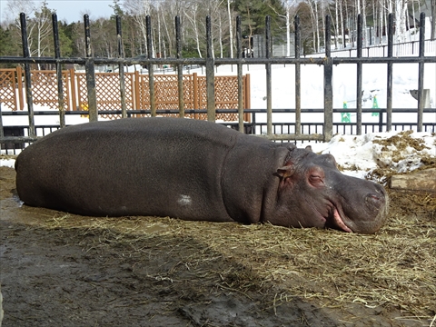 160312-13旭山動物園.jpg