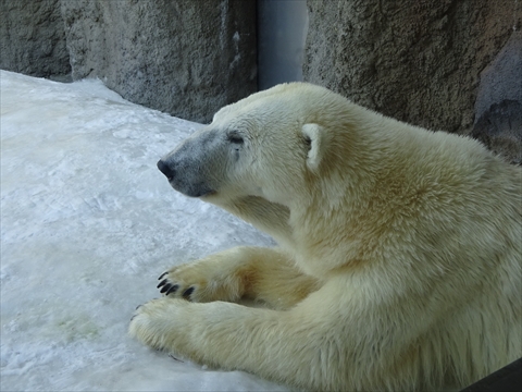 160312-14旭山動物園.jpg