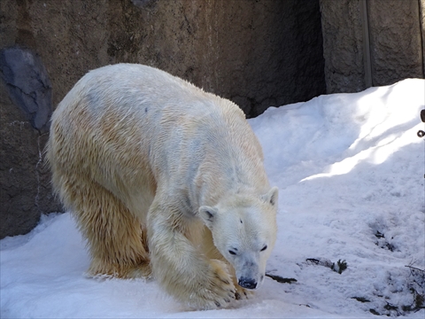 160312-15旭山動物園.jpg