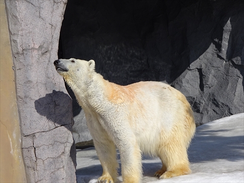 160312-16旭山動物園.jpg