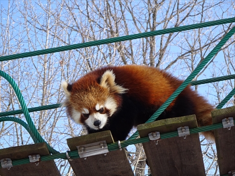160312-17旭山動物園.jpg
