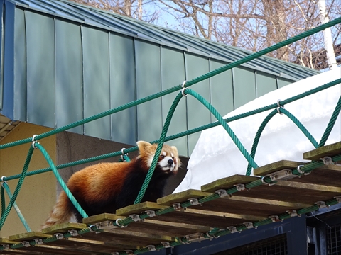 160312-18旭山動物園.jpg
