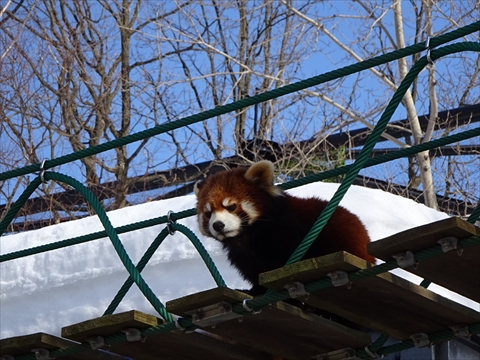 160312-19旭山動物園.jpg